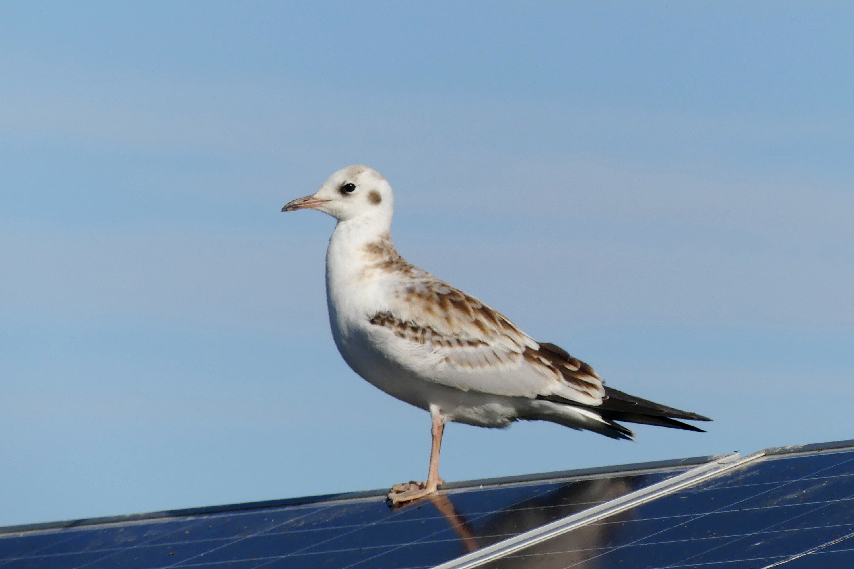 Image of bird on solar panel