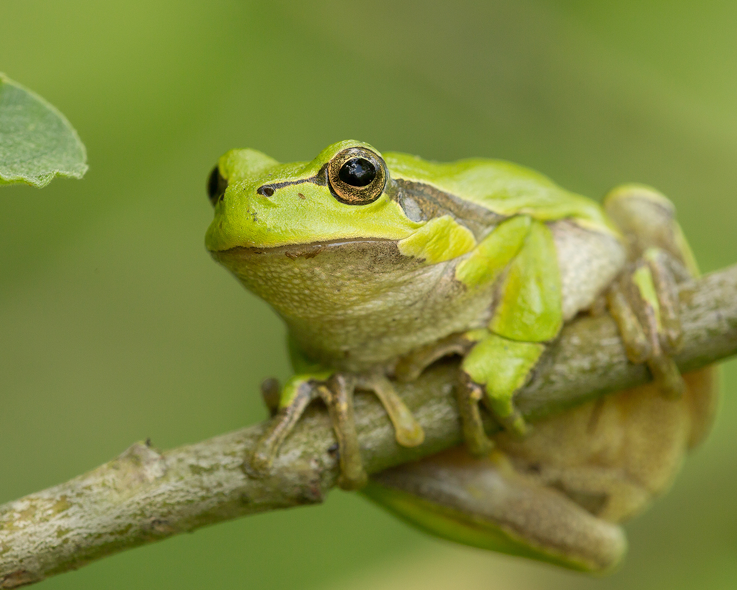 Image of frog in water)