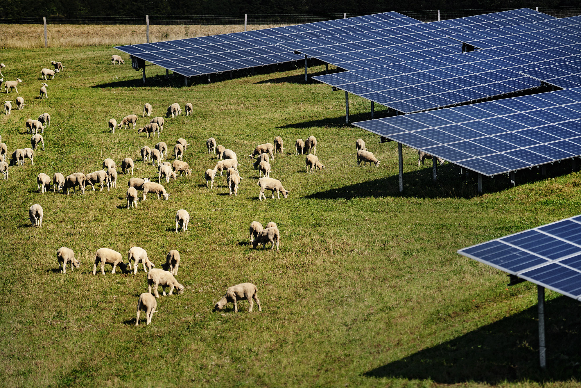 Image of sheep next to solar panels