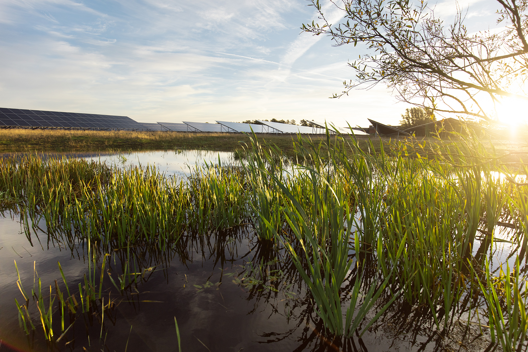 Picture of wetland and solar panels 