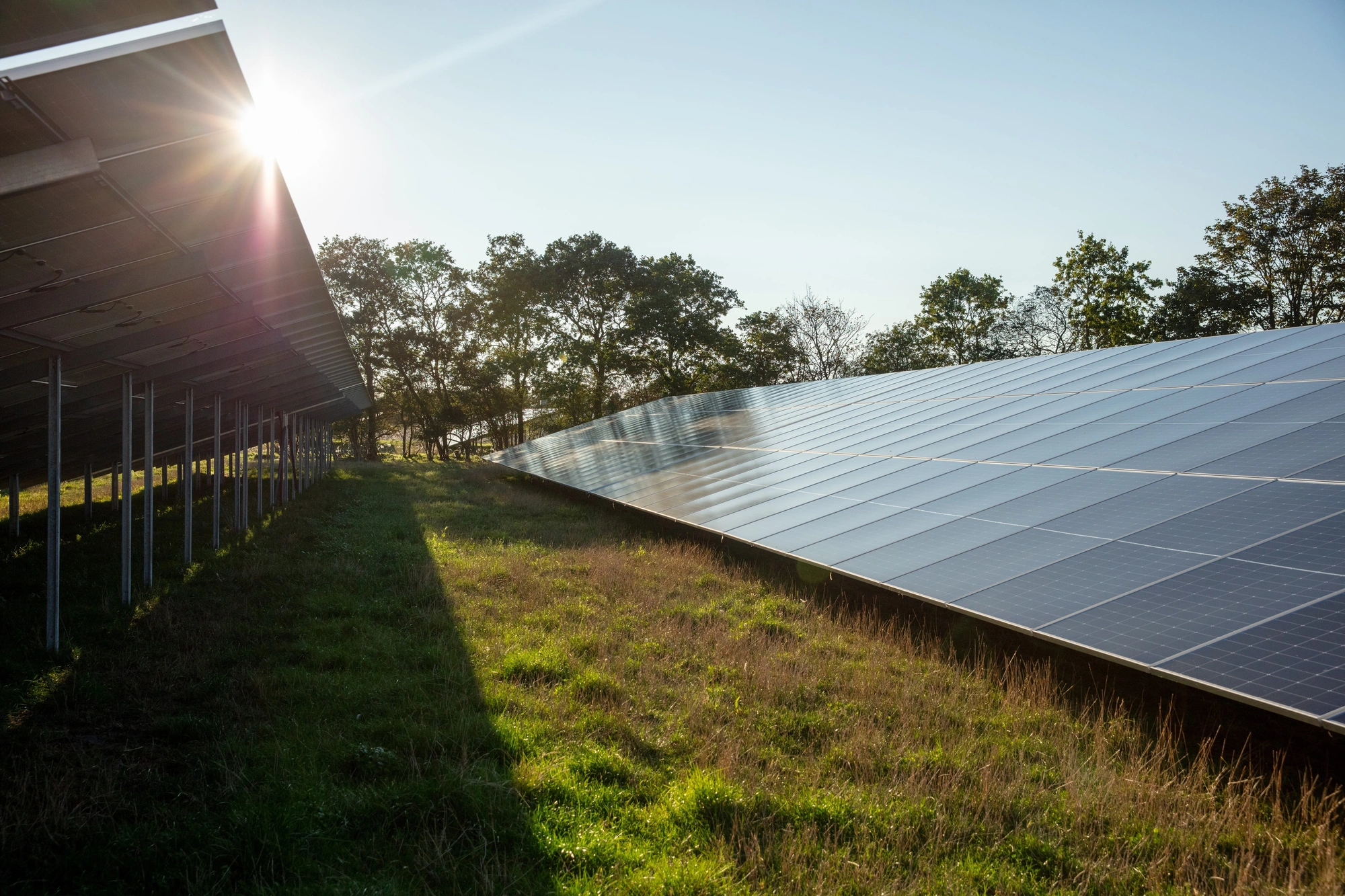 Solar park with trees in the background